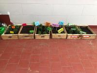 2019-ProyectoAmbienteHuerta-024